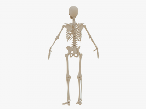 Realistic Human Skeleton Modello 3D