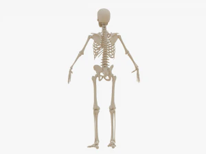 Realistic Human Skeleton 3D Model