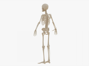 Realistic Human Skeleton Modello 3D