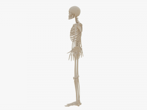 Realistic Human Skeleton Modello 3D