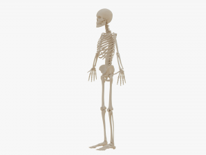 Realistic Human Skeleton Modello 3D