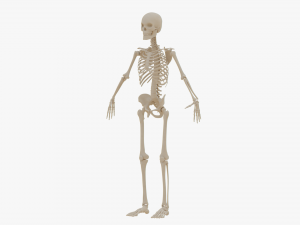 Realistic Human Skeleton Modello 3D