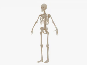 Realistic Human Skeleton 3D Model