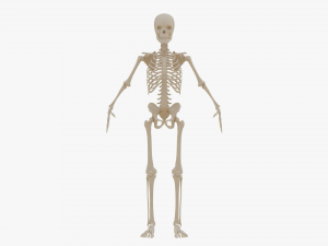 Realistic Human Skeleton Modello 3D