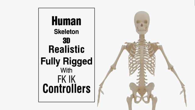 Realistic Human Skeleton Modello 3D .c4d .max .obj .3ds .fbx .stl .blend 