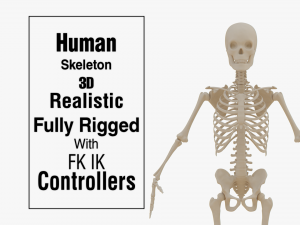 Realistic Human Skeleton 3D Модель