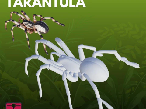 Tarantula STL Detailed 3D Print Model