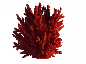Corall 3D Model