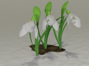 Snowdrops 3Dモデル