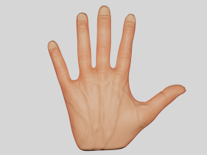 Hand Model 3D