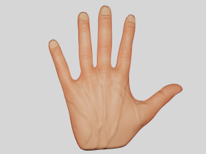 Hand 3D Model