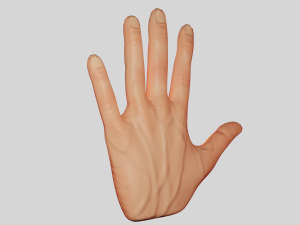 Hand 3D Model