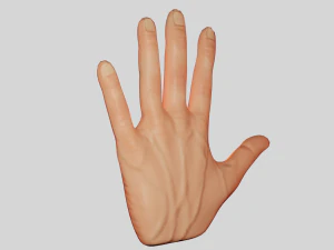 Hand 3D Model
