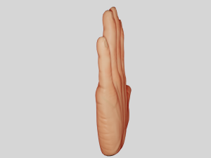 Hand 3D Model