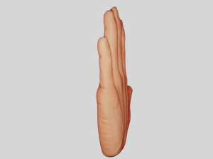 Hand 3D Model