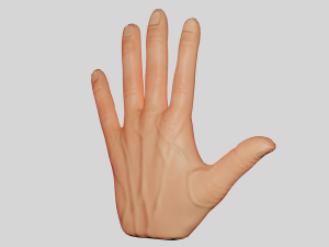 Hand 3D Model