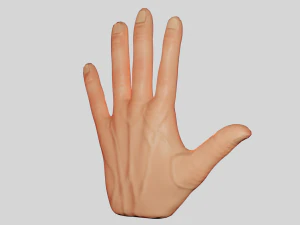 Hand 3D Model