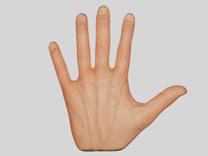 Hand 3D Model