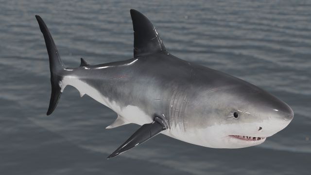 The Great White Shark - Animated and Rigged Modelo 3D .c4d .max .obj .3ds .fbx .stl .blend 