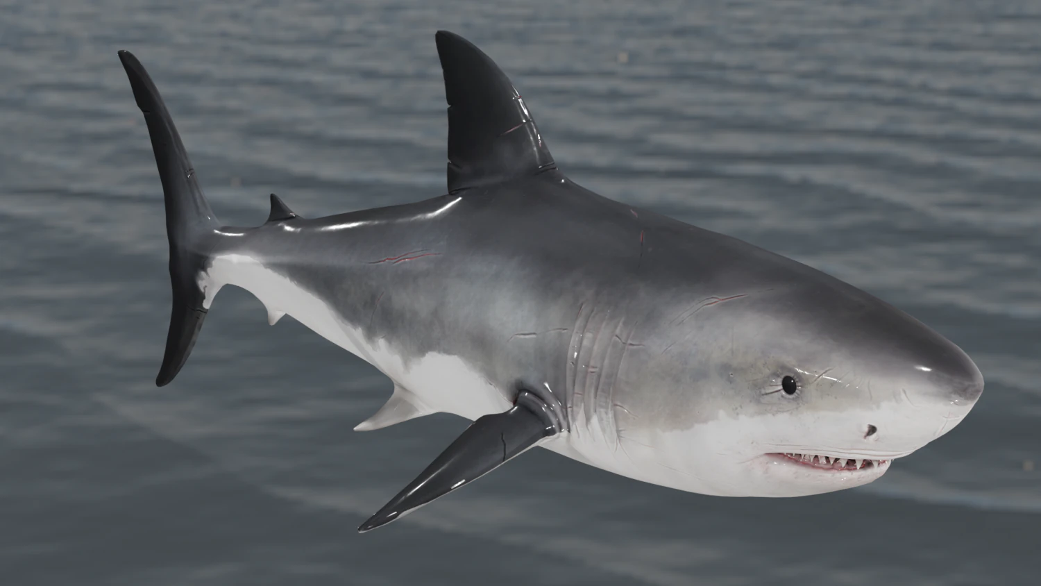 The Great White Shark - Animated and Rigged 3D Model .c4d .max .obj .3ds .fbx .stl .blend 