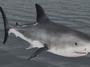 The Great White Shark - Animated and Rigged Model 3D