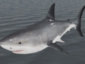 The Great White Shark - Animated and Rigged 3D Model