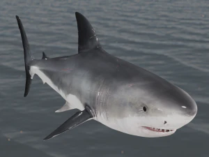 The Great White Shark - Animated and Rigged 3D Model
