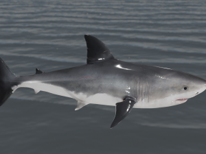 The Great White Shark - Animated and Rigged Modelo 3D
