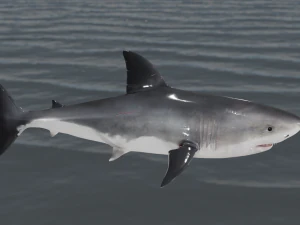 The Great White Shark - Animated and Rigged 3D Model