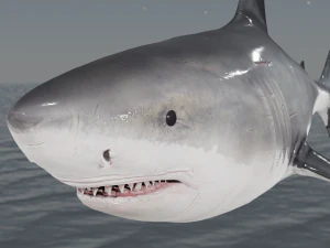 The Great White Shark - Animated and Rigged 3D Model