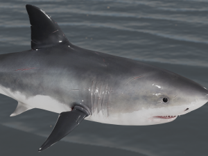 The Great White Shark - Animated and Rigged Modelo 3D