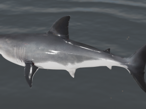 The Great White Shark - Animated and Rigged Modelo 3D