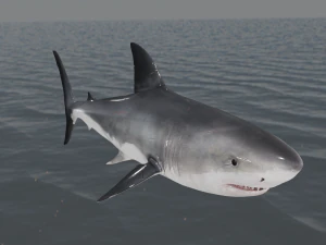 The Great White Shark - Animated and Rigged 3D Model