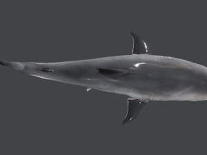 The Great White Shark - Animated and Rigged Modelo 3D