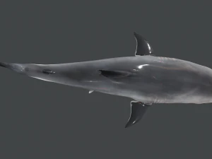 The Great White Shark - Animated and Rigged 3D Model