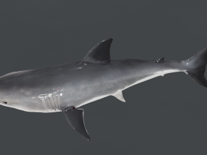 The Great White Shark - Animated and Rigged Modelo 3D