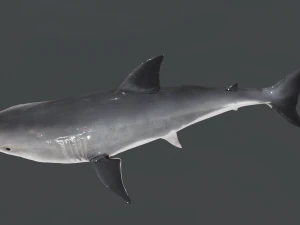 The Great White Shark - Animated and Rigged 3D Model