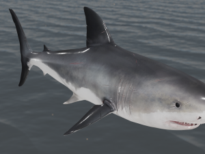The Great White Shark - Animated and Rigged Modelo 3D