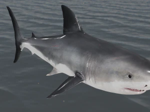 The Great White Shark - Animated and Rigged 3D Model