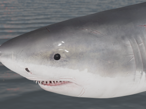 The Great White Shark - Animated and Rigged Modelo 3D