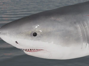 The Great White Shark - Animated and Rigged 3D Model
