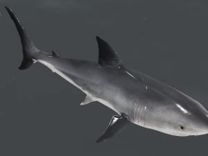 The Great White Shark - Animated and Rigged Modelo 3D