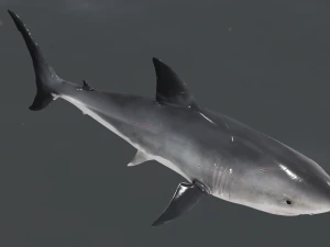 The Great White Shark - Animated and Rigged 3D Model