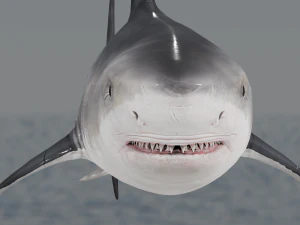 The Great White Shark - Animated and Rigged 3D Model