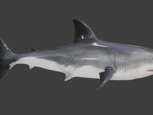 The Great White Shark - Animated and Rigged Modelo 3D