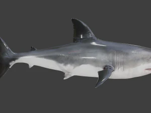 The Great White Shark - Animated and Rigged 3D Model