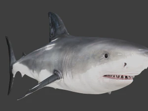 The Great White Shark - Animated and Rigged 3D Model