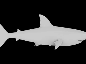 The Great White Shark - Animated and Rigged 3D Model