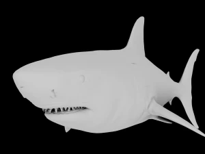 The Great White Shark - Animated and Rigged 3D Model