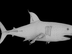 The Great White Shark - Animated and Rigged 3D Model